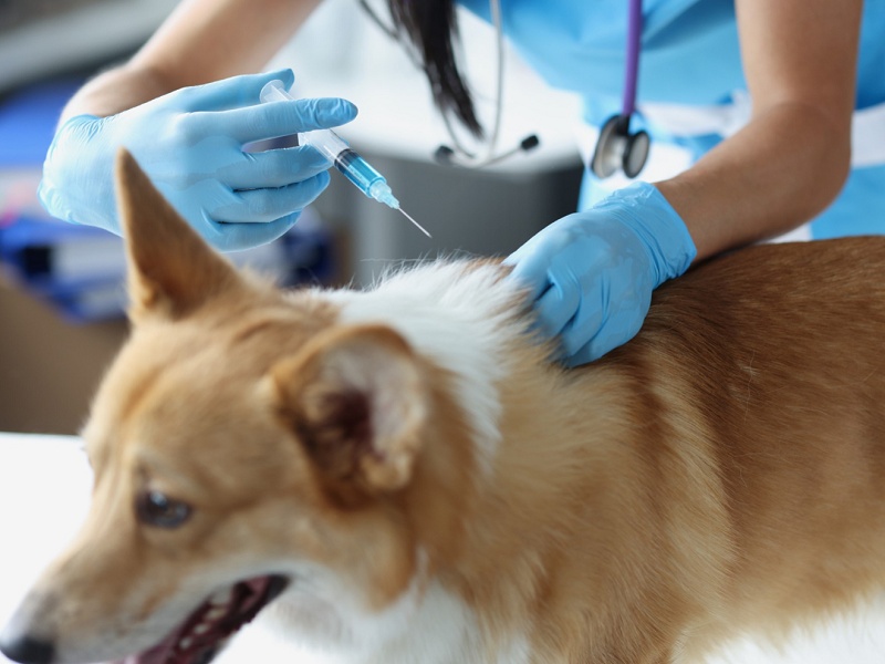 Paraguaçu realizará vacinação contra raiva para cães e gatos na próxima sexta-feira, dia 9