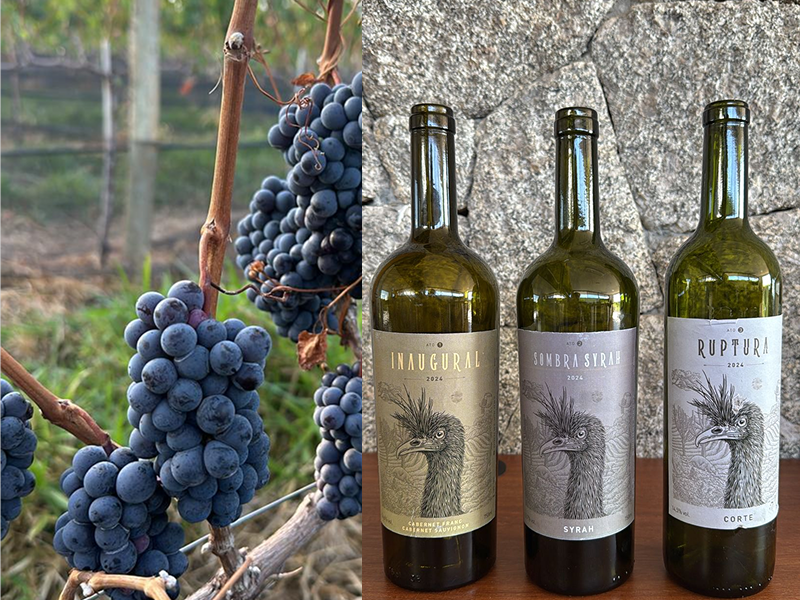 Paraguaçuense cria vinícola Altos de Sousas e lança sua primeira safra de vinhos especiais