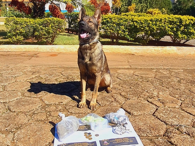 Presídios da região são alvos da operação Cães de Faro