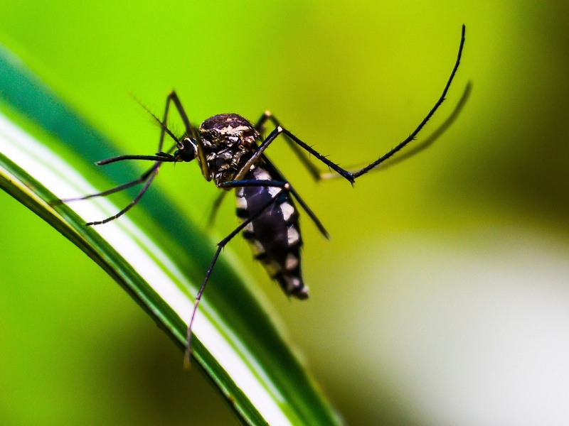 Paraguaçu inicia campanha contra a dengue com recolhimento de criadouros nos bairros