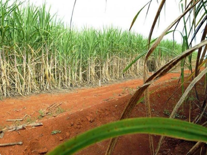 Safra de cana se encerra com bons resultados na região