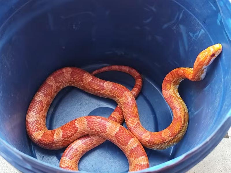 Polícia apreende serpentes exóticas e mais de 260 ovos em residência de Assis