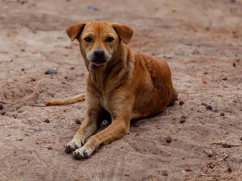 Vira-lata caramelo se torna expressão cultural de São Paulo
