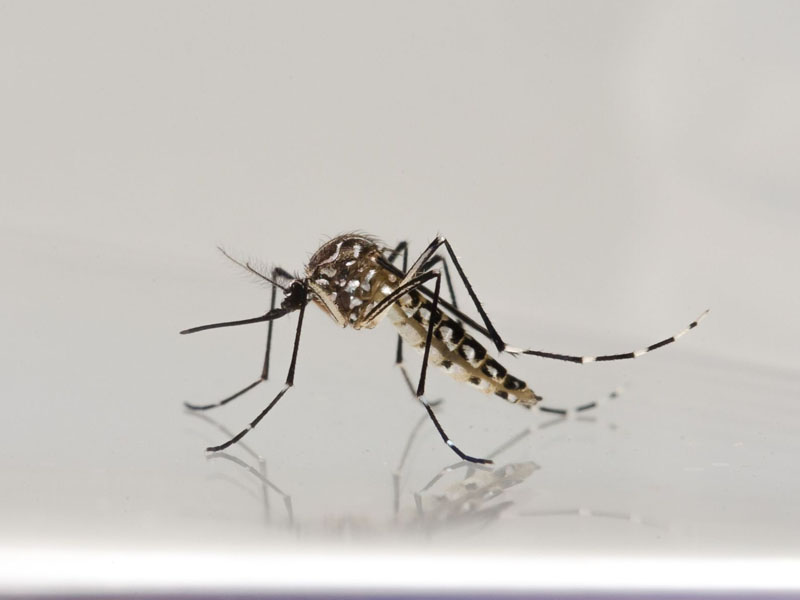 Boletim divulga o número de casos de dengue em Paraguaçu Paulista