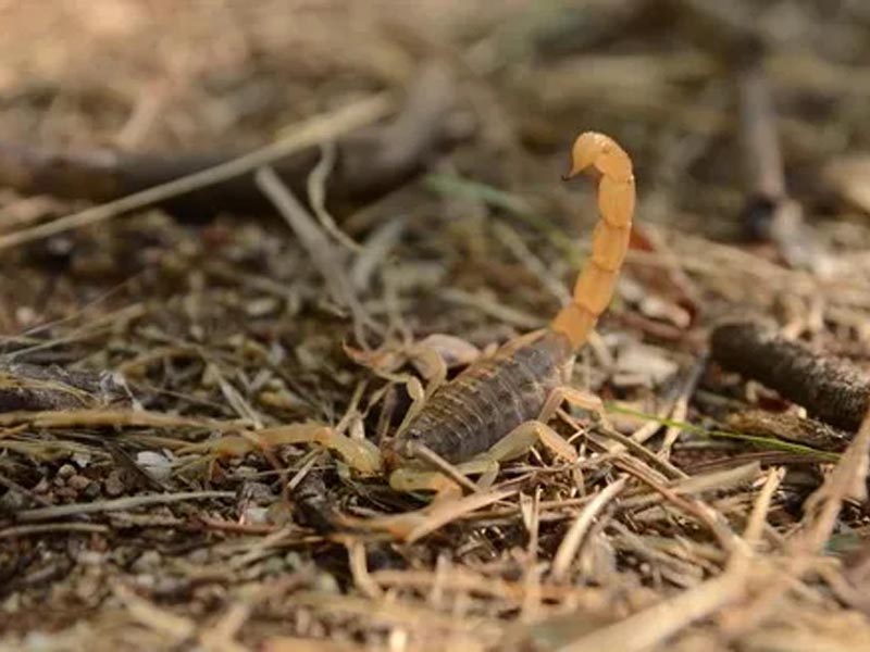 Secretaria de Saúde faz alerta sobre o aparecimento de escorpiões durante períodos de chuva