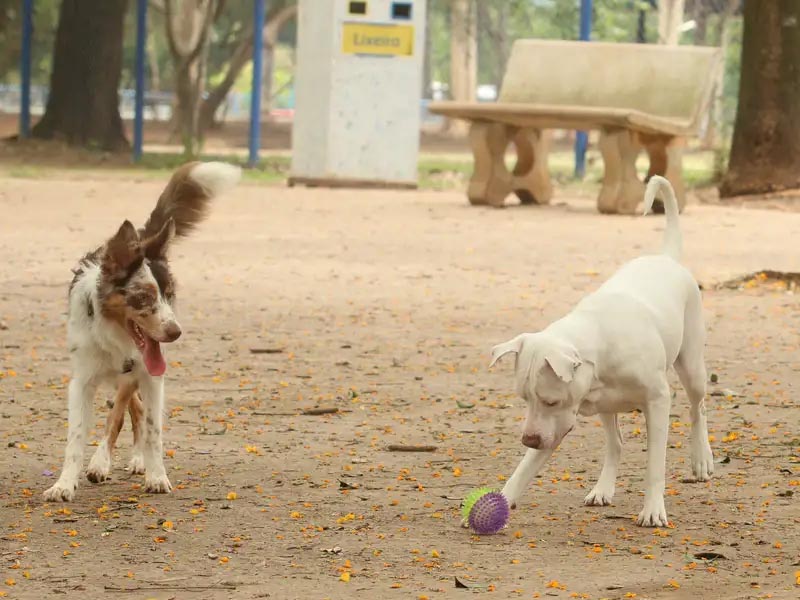 Estatuto dos Cães e Gatos prevê penas para quem maltratar animais