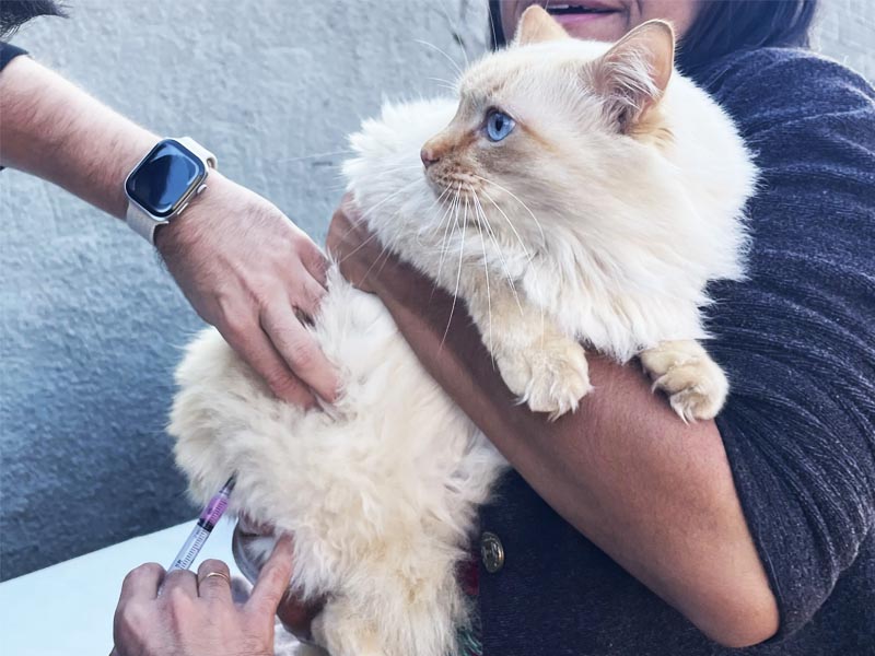 Vacinação contra a raiva para cães e gatos acontece sexta-feira no Jardim das Oliveiras