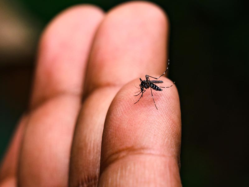 Casos de dengue caem 87,5% em relação ao mesmo período de 2025 em Paraguaçu Paulista