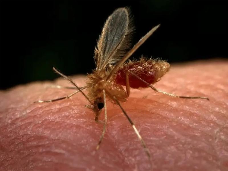 Leishmaniose visceral humana é confirmada em Tupã e Saúde intensifica investigação