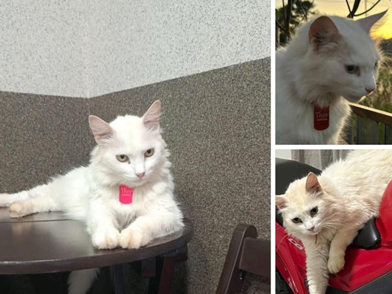 Gato desaparece no Residencial Viena e família pede ajuda