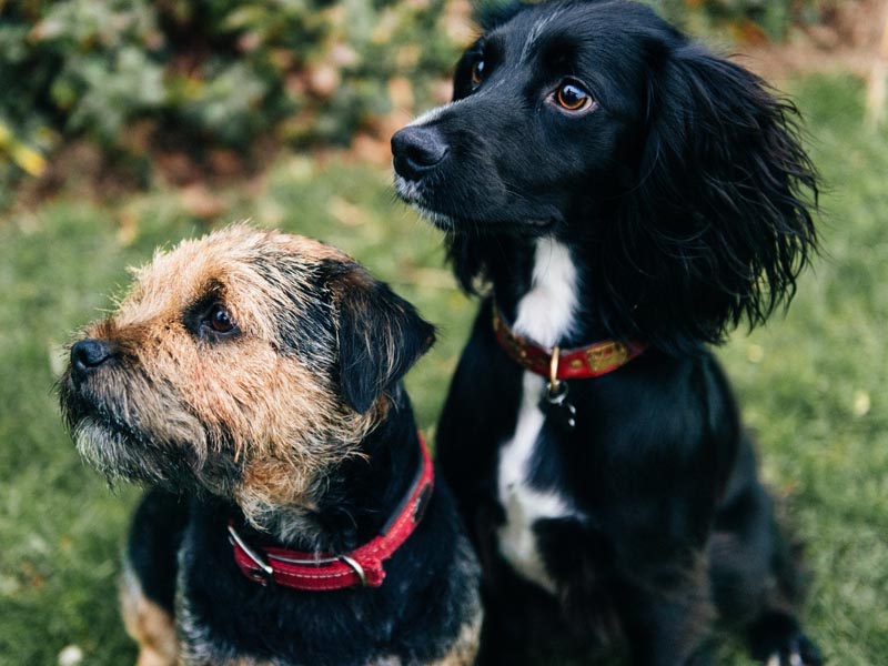 Eixo SP apoia campanha de castração de cães em Paraguaçu Paulista