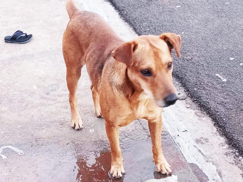 Família pede ajuda para encontrar cachorro desaparecido em Paraguaçu Paulista
