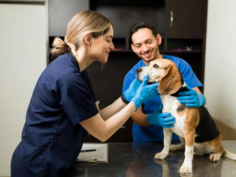 Paraguaçu Paulista terá primeira clínica veterinária gratuita da região