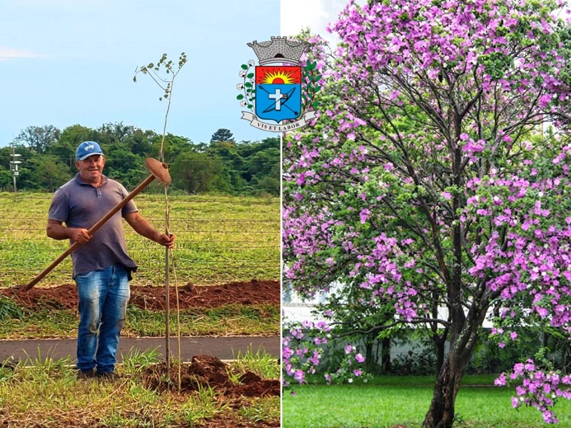 Mais de 50 mudas de pata-de-vaca são plantadas na entrada de Paraguaçu Paulista